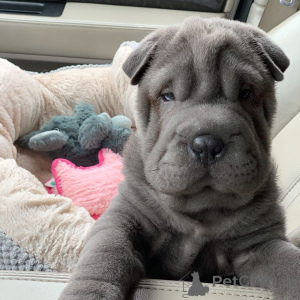 Photo №2 to announcement № 149682 for the sale of shar pei - buy in Germany private announcement