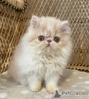 Photo №2 to announcement № 153855 for the sale of exotic shorthair - buy in Germany 