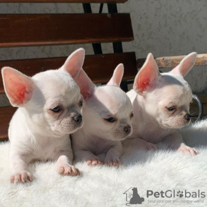 Photo №2 to announcement № 37085 for the sale of chihuahua - buy in Russian Federation 