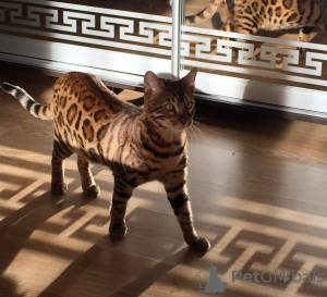 Photo №1. bengal cat - for sale in the city of Kharkov | 704$ | Announcement № 7853