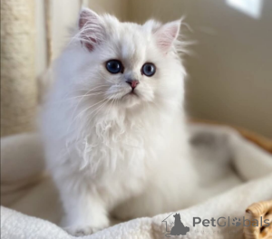 Photo №1.  - for sale in the city of Zürich | Is free | Announcement № 162283