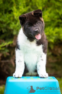 Photo №4. I will sell american akita in the city of Dnipro. breeder - price - 1414$