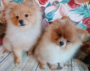 Photo №2 to announcement № 122562 for the sale of pomeranian - buy in Serbia 