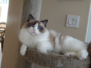 Photo №1. ragdoll - for sale in the city of Berlin | 158$ | Announcement № 97597