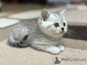 Photo №3. Selling Scottish kitten. Belarus