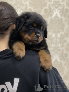 Photo №2 to announcement № 36623 for the sale of rottweiler - buy in Russian Federation breeder