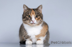 Photo №3. Young cat Trixie is looking for a home.. Russian Federation