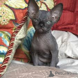 Photo №1. sphynx-katze - for sale in the city of Antwerp | 516$ | Announcement № 165578