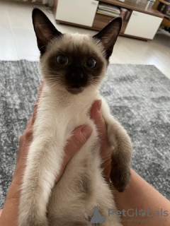 Photo №2 to announcement № 125407 for the sale of siamese cat - buy in Germany private announcement