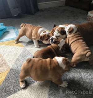 Photo №1. english bulldog - for sale in the city of Alicante | negotiated | Announcement № 176533