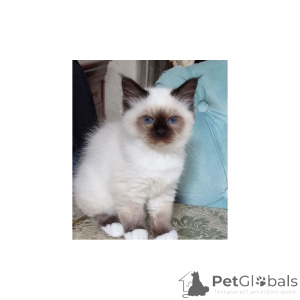 Photo №1. birman - for sale in the city of Aylesbury | 361$ | Announcement № 174381