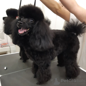 Photo №1. poodle (toy) - for sale in the city of Vilnius | 2534$ | Announcement № 10148