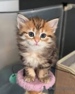 Photo №2 to announcement № 161620 for the sale of siberian cat - buy in Belgium private announcement, breeder