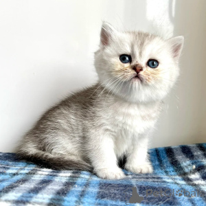 Photo №1. british shorthair - for sale in the city of Leeds | negotiated | Announcement № 173845