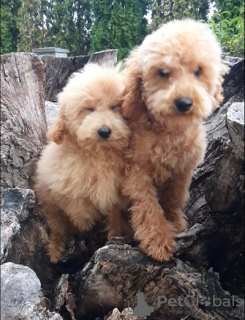 Additional photos: Beautiful MALTIPOO puppies