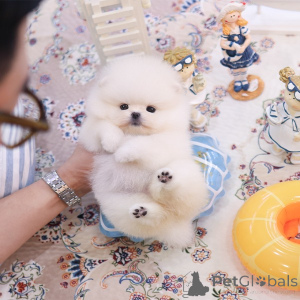Photo №3. sweet pomerania puppy. United States