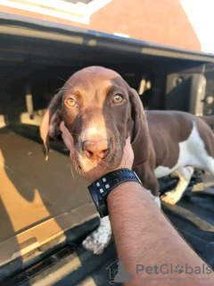 Photo №3. Sweet German shorthaired pointer puppies for adoption. Germany