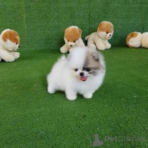 Photo №2 to announcement № 167075 for the sale of pomeranian - buy in Netherlands 