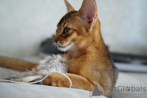 Additional photos: Abyssinian girls