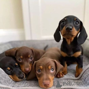 Photo №2 to announcement № 175859 for the sale of dachshund - buy in Spain 
