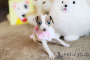 Photo №2 to announcement № 152854 for the sale of chihuahua - buy in United States breeder