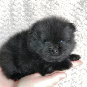 Photo №4. I will sell pomeranian in the city of Chelyabinsk. breeder - price - Negotiated