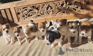 Photo №1. jack russell terrier - for sale in the city of Siegen | Is free | Announcement № 83228