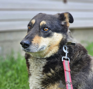 Photo №3. dog in good hands. Russian Federation