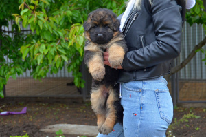 Photo №2 to announcement № 6695 for the sale of german shepherd - buy in Ukraine breeder