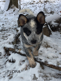 Photo №2 to announcement № 34309 for the sale of australian cattle dog - buy in Lithuania from nursery