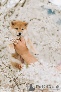 Photo №1. shiba inu - for sale in the city of Minsk | 800$ | Announcement № 19579