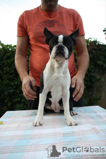 Photo №4. I will sell boston terrier in the city of Belgrade. breeder - price - negotiated