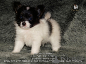 Photo №2 to announcement № 39358 for the sale of papillon dog - buy in Russian Federation from nursery