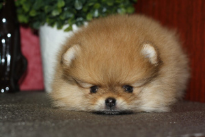 Photo №1. pomeranian - for sale in the city of Yaroslavl | Negotiated | Announcement № 5513