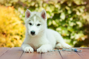 Photo №1. siberian husky - for sale in the city of Tolyatti | 173$ | Announcement № 2597