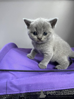 Photo №2 to announcement № 103619 for the sale of british shorthair - buy in Australia private announcement