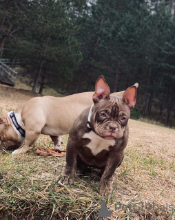 Additional photos: Azura american pocket bully