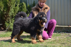 Photo №3. Tibetan mastiff puppies. Ukraine