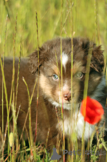 Photo №1. miniature american shepherd (aussie) - for sale in the city of Gdynia | 1882$ | Announcement № 143099