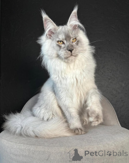 Photo №1. maine coon - for sale in the city of Friskala | negotiated | Announcement № 158455