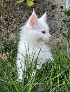 Photo №1. maine coon - for sale in the city of Pyatigorsk | 1113$ | Announcement № 155983