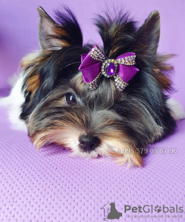 Photo №3. Biewer Terrier puppy for sale, girl, little princess. FCI Pedigree.. Georgia