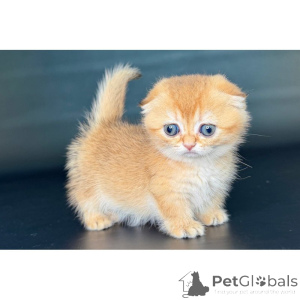 Photo №1. munchkin - for sale in the city of Greenock | 361$ | Announcement № 174387