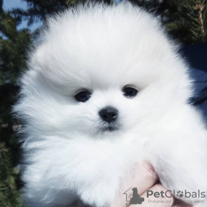 Photo №4. I will sell pomeranian in the city of Cologne. private announcement - price - 380$