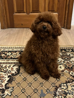 Photo №1. poodle (toy) - for sale in the city of Kiev | 1032$ | Announcement № 159673