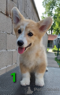 Photo №2 to announcement № 54553 for the sale of welsh corgi - buy in Serbia breeder