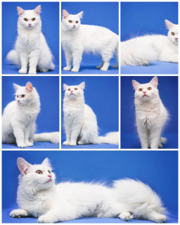 Photo №1. turkish angora - for sale in the city of Москва | Is free | Announcement № 2945