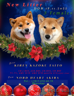 Photo №1. shiba inu - for sale in the city of Орехово-Зуево | negotiated | Announcement № 36802