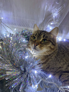 Photo №2 to announcement № 160730 for the sale of  - buy in Russian Federation private announcement