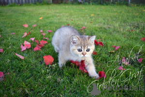 Additional photos: 3 golden British girls for sale, from lovely parents